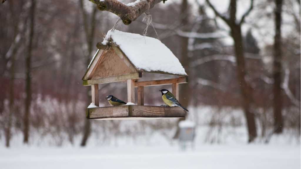 Ein Vogelhaus ist ideal zur Tierbeobachtung.