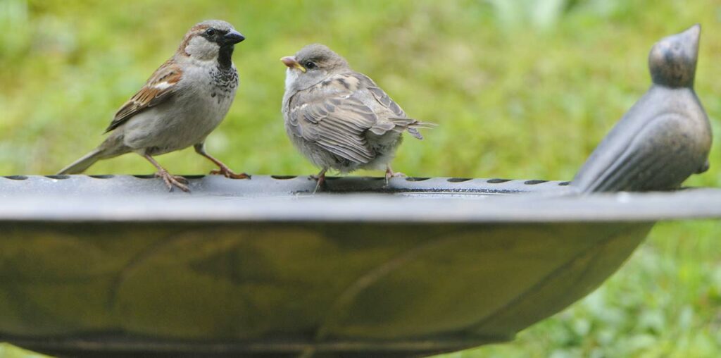 Vogeltränke aus Edelstahl