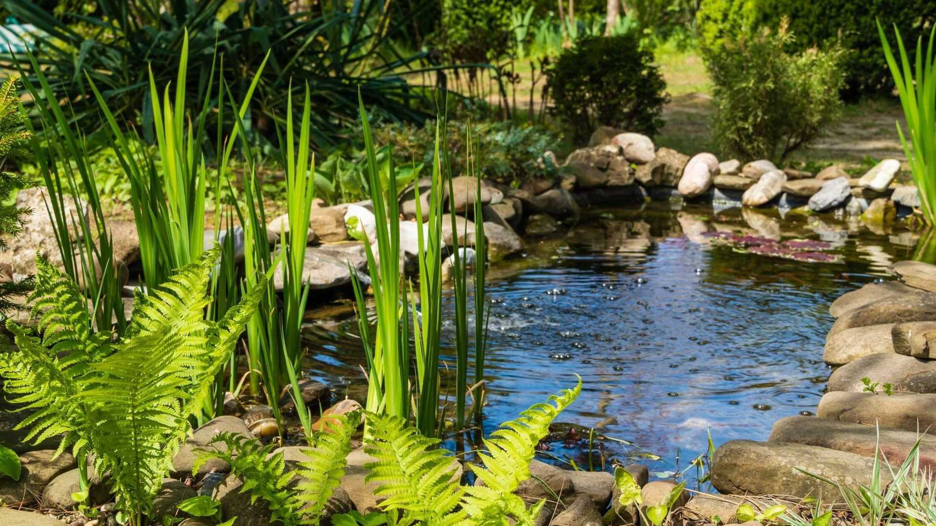 Teich im Garten