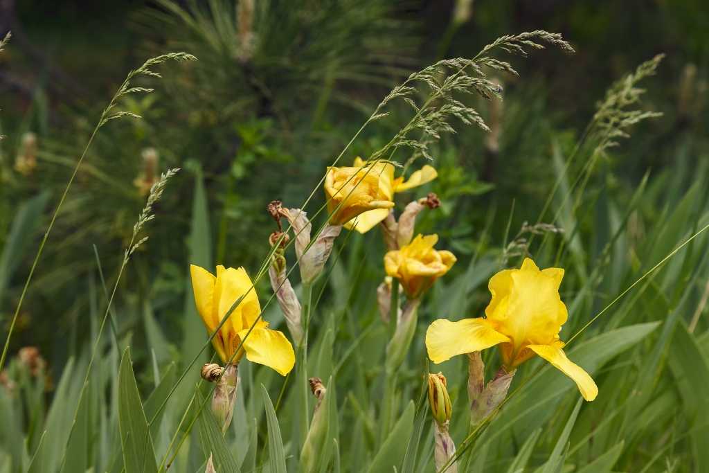 Wasserschwertlilie