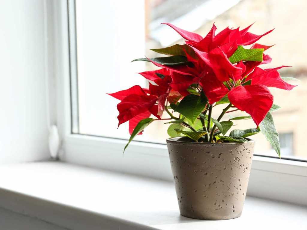 Als Wolfsmilchgewächs zählt auch der Weihnachtstern zu den hoch reizenden bis giftigen Zimmerpflanzen.
