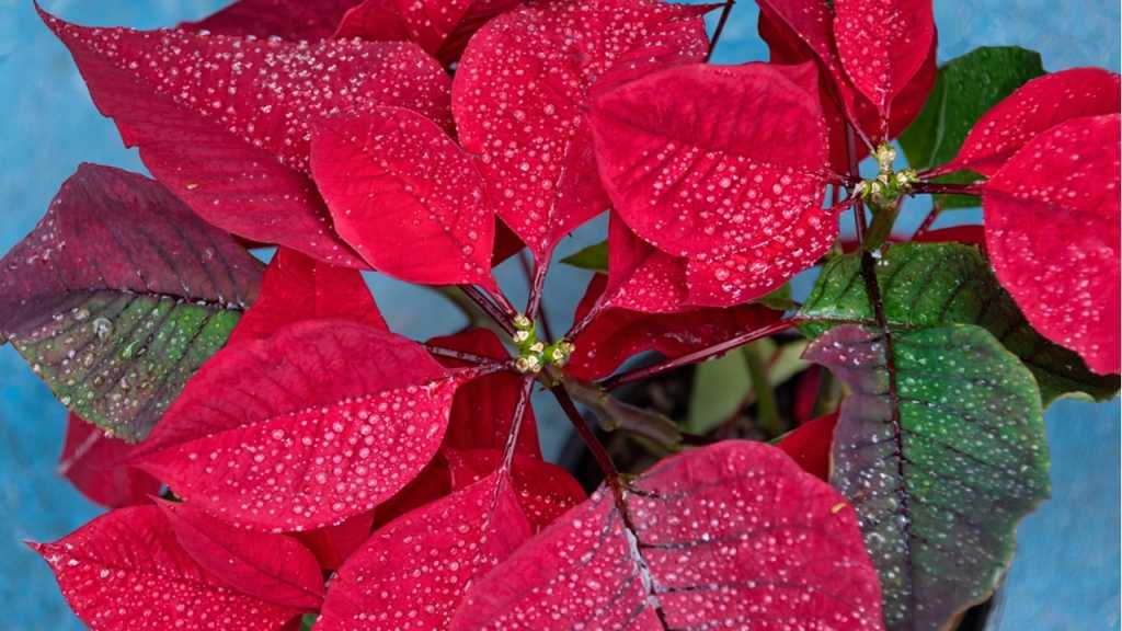Der Weihnachtsstern blüht, wenn alle anderen Pflanzen die Blüten verstecken. Im Winter.