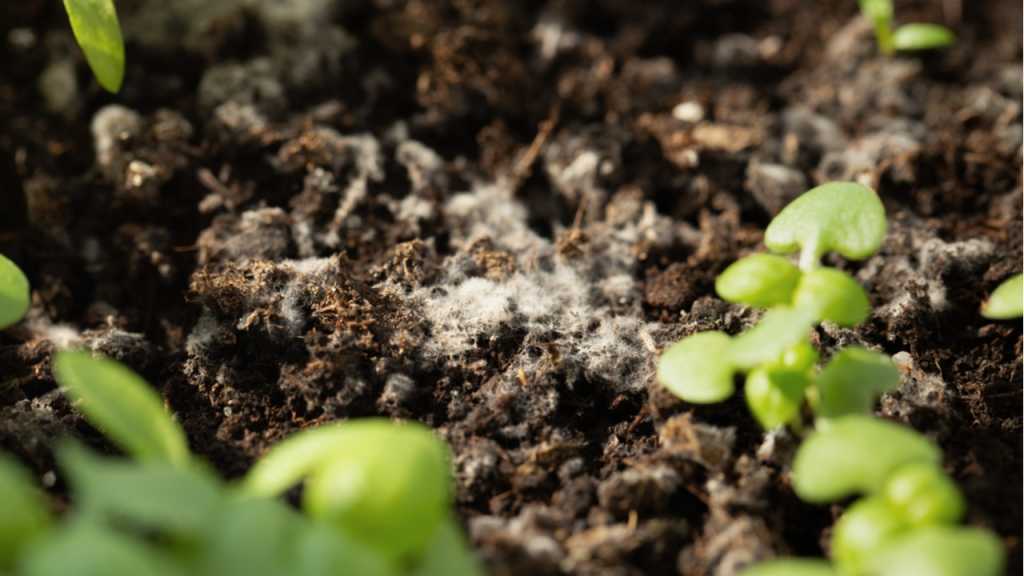 Weiße Ablagerungen auf der Blumenerde müssen nicht immer Schimmel sein.