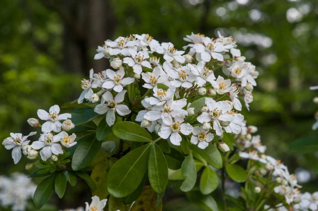 White Dazzler