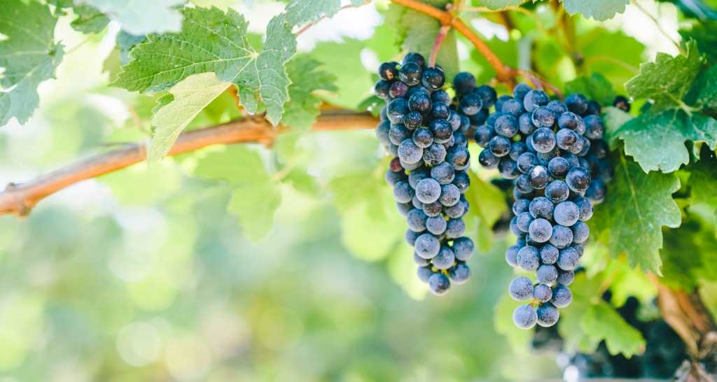 Wilder Wein