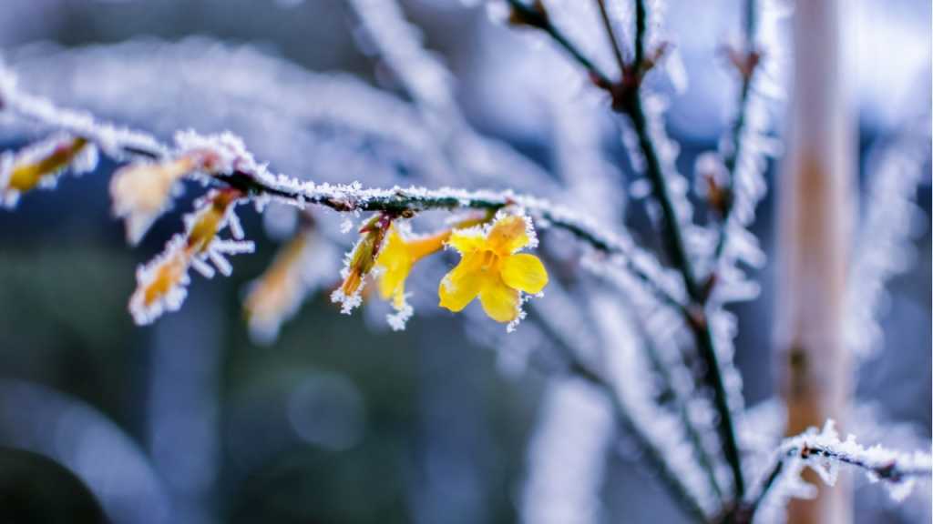Winterblumen, wie der Winterjasmin, wachsen am besten bei viel Sonnenschein.