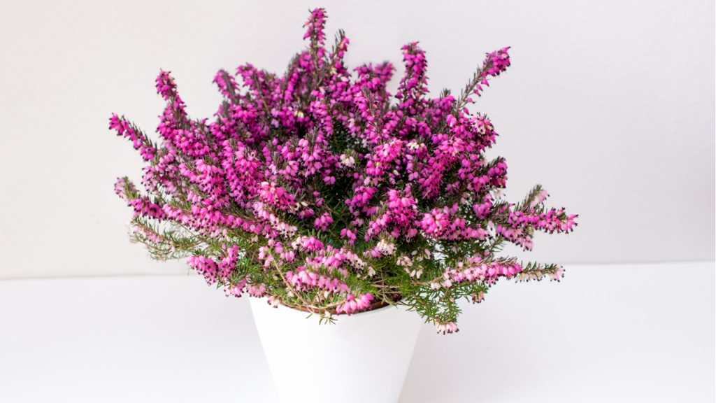 Die Winterharte Erica ist sehr pflegeleicht.