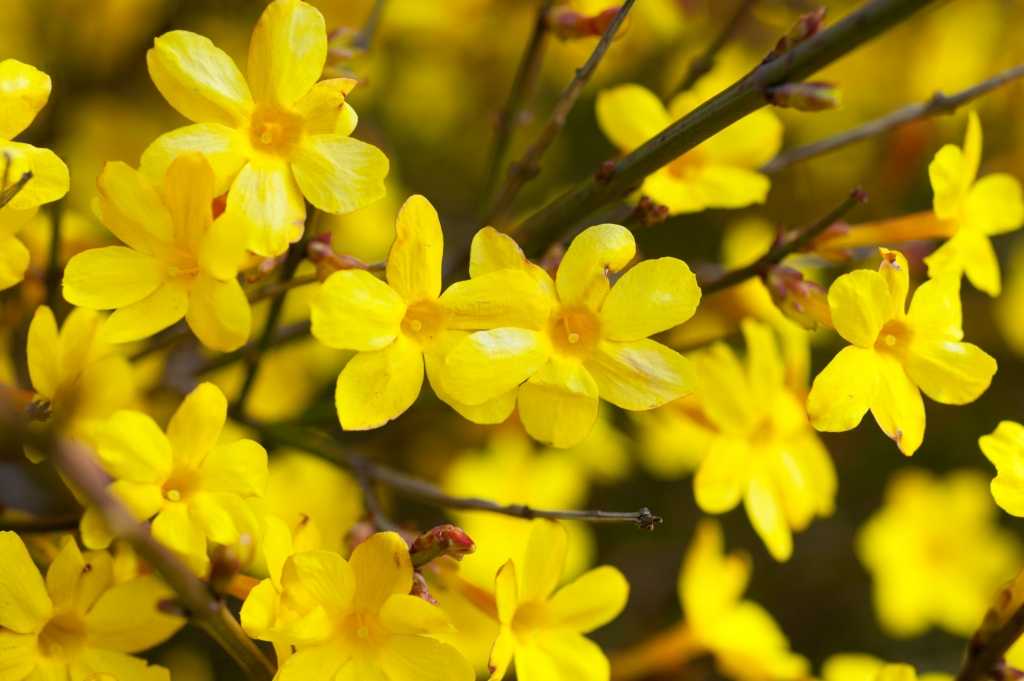 Winterjasmin
