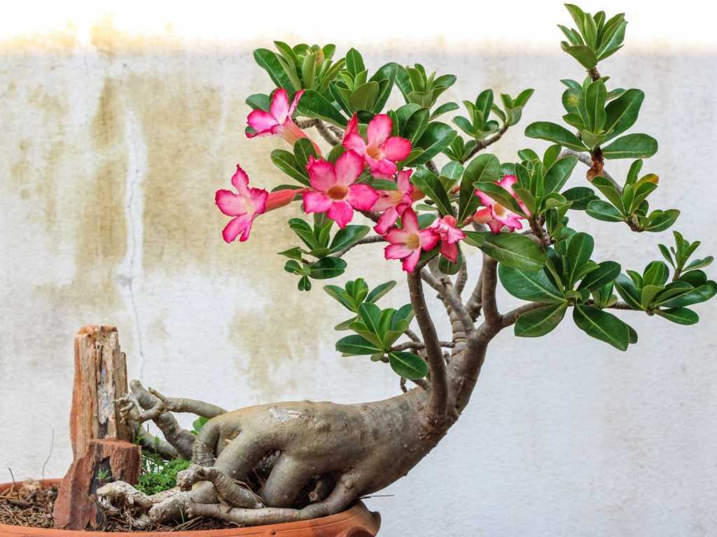 Wie ein kleiner Bonsai kommt die hübsche afrikanische Wüstenrose daher aber gehört auch zu giftigen Zimmerpflanzen für Hunde.