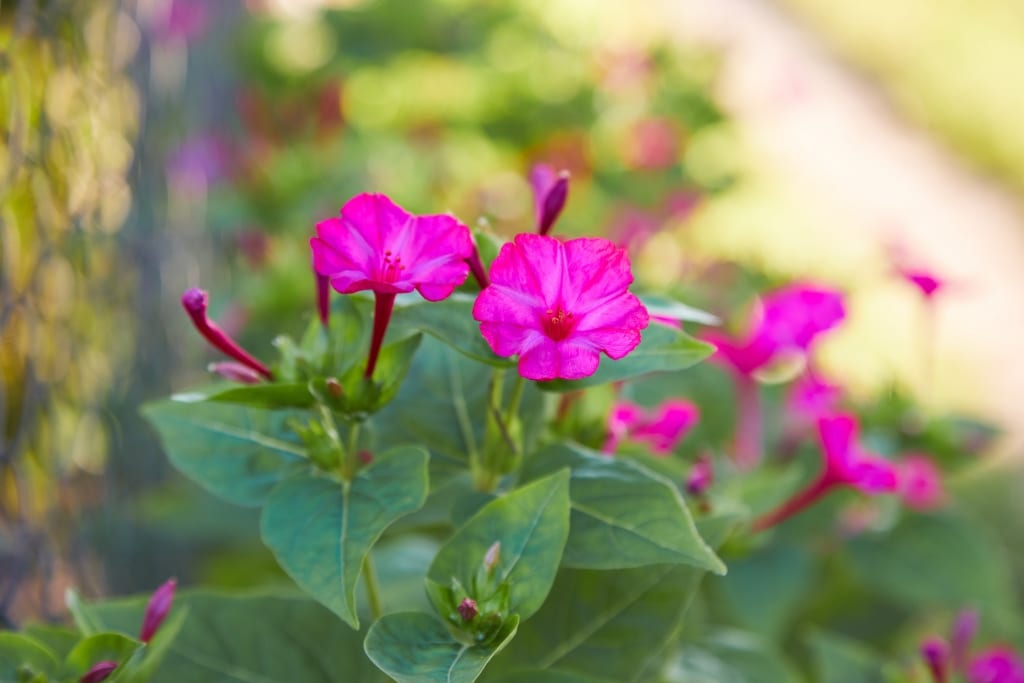 So Pflegt man die Wunderblume am besten