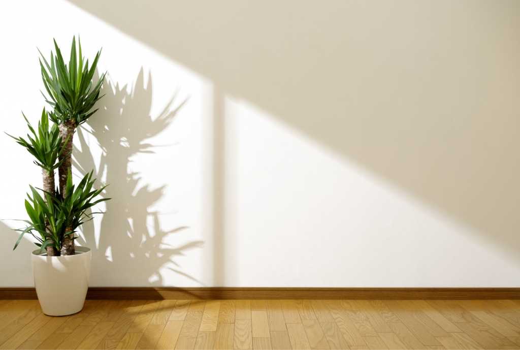 Yucca Palmen können auch als Zimmerpflanzen in einem Topf sehr hoch wachsen.