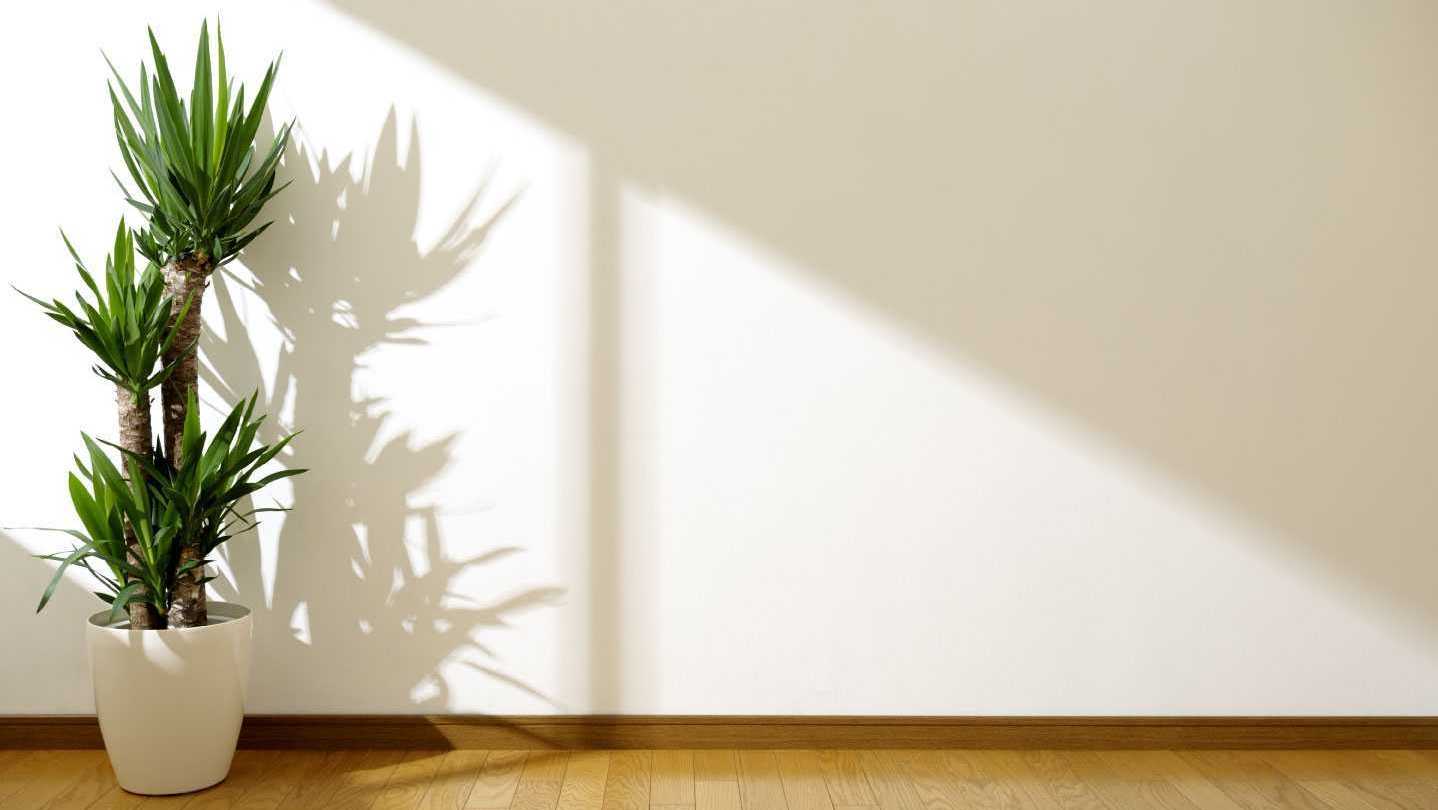Yucca Palmen können auch als Zimmerpflanzen in einem Topf sehr hoch wachsen.