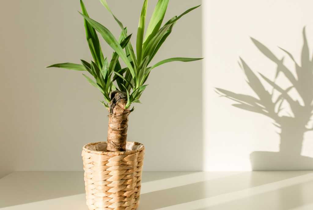 Schöne Yucca Palme in geflochtenem Topf.