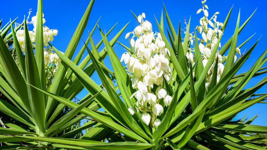 Die Yucca stammt ursprünglich aus dem Süden der Vereinigten Staaten und Mittelamerika.