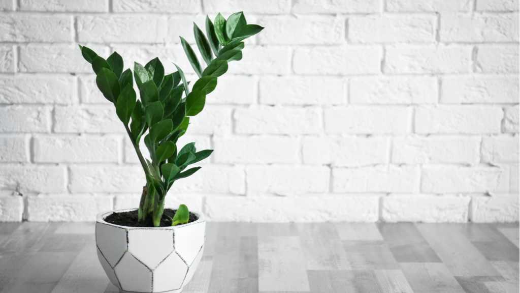 Die Zamioculcas zamiifolia ist eine pflegeleichte Pflanze für das Badezimmer fühlt sich in fast jedem Klima wohl.