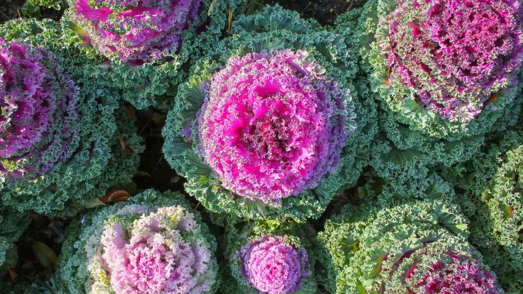 Eine ganz besondere Herbstbepflanzung gelingt it dem Zierkohl