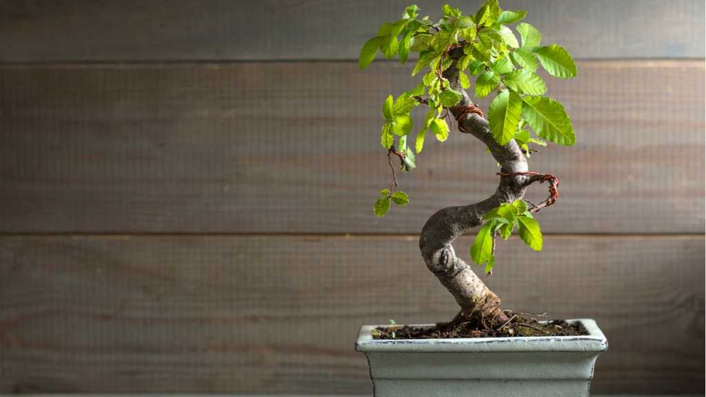 Zimmberbonsai sind ganz besondere Highlights auf der Fensterbank.