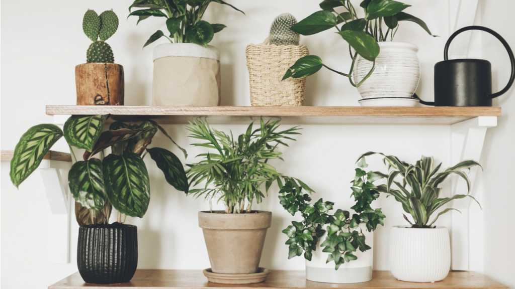 Zimmerpflanzen sorgen für ein Gefühl von Urban Jungle.