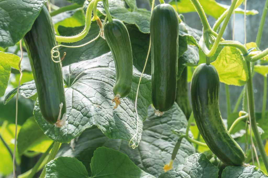 Zucchini