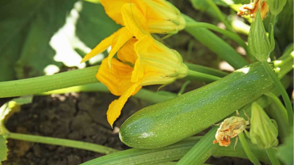 Die Aussaat von Zucchini Gemüse sollte nicht vor den Eisheiligen ins Freiland erfolgen.