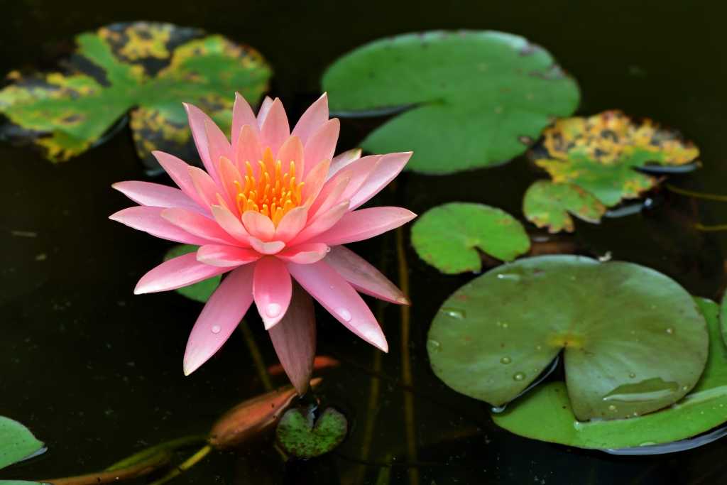 Zwergseerose