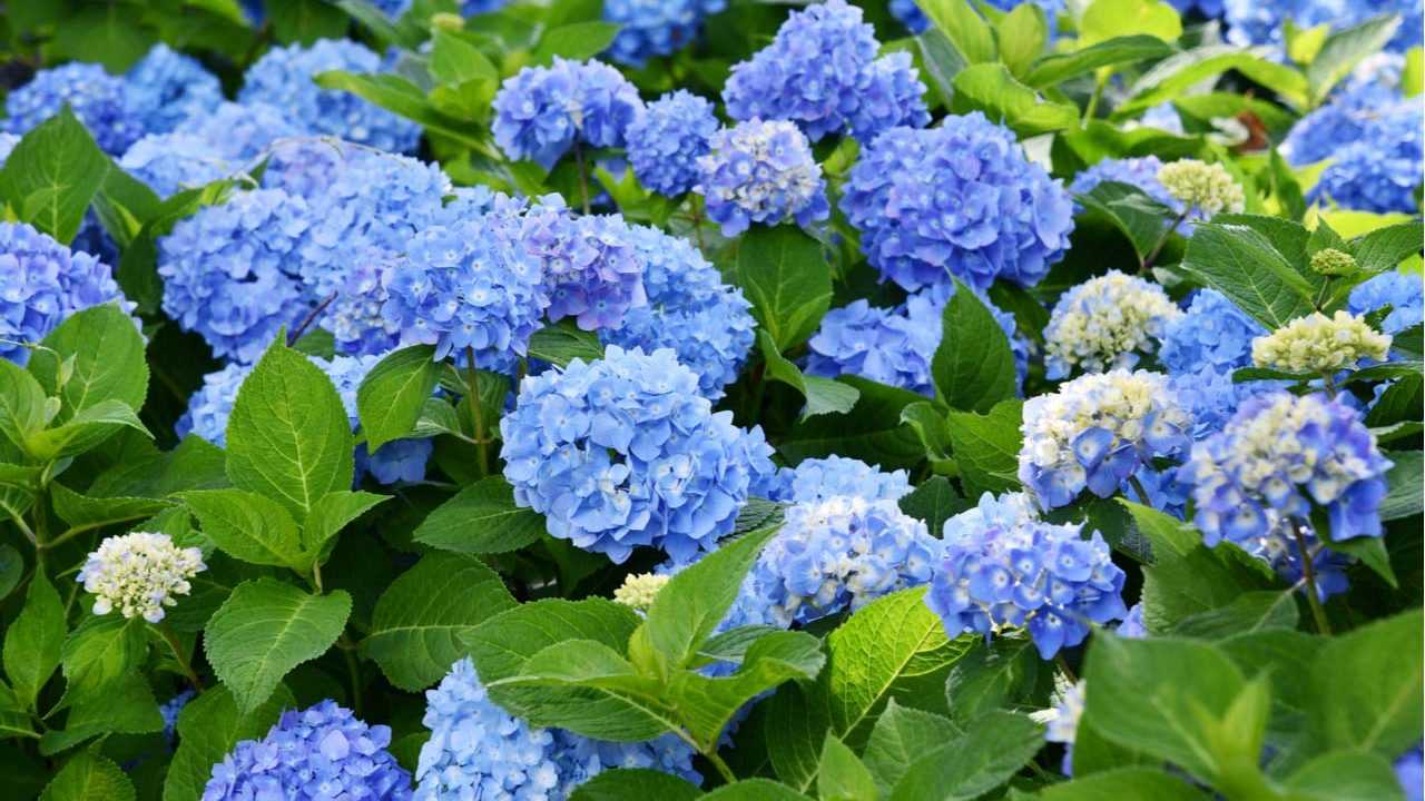 Bauern Hortensie im Garten