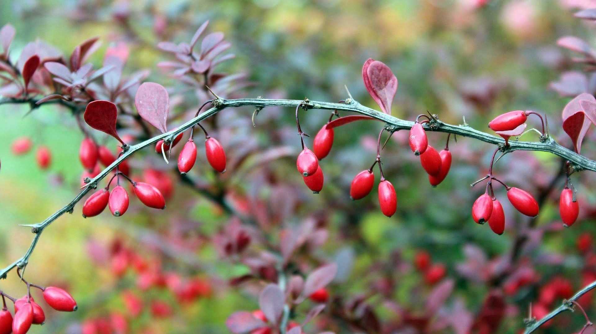Berberitze Strauch im Garten