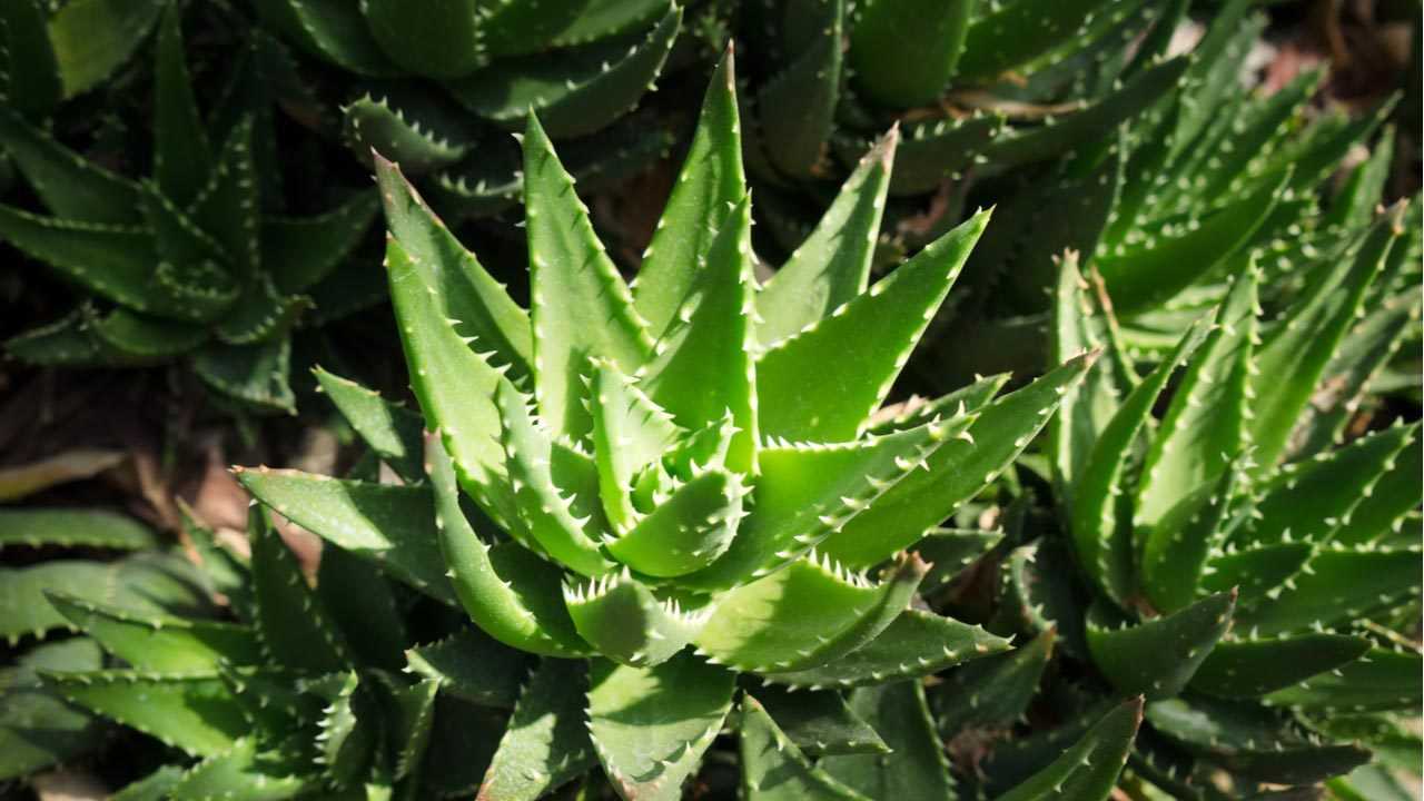 Bitterschopf Pflanze im Garten