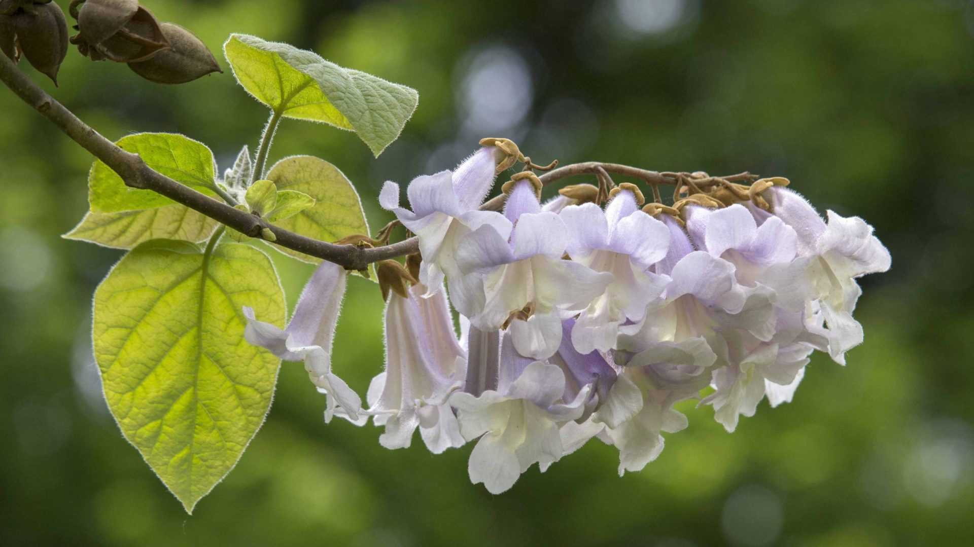 Blauglockenbaum mit Blüten in Natur