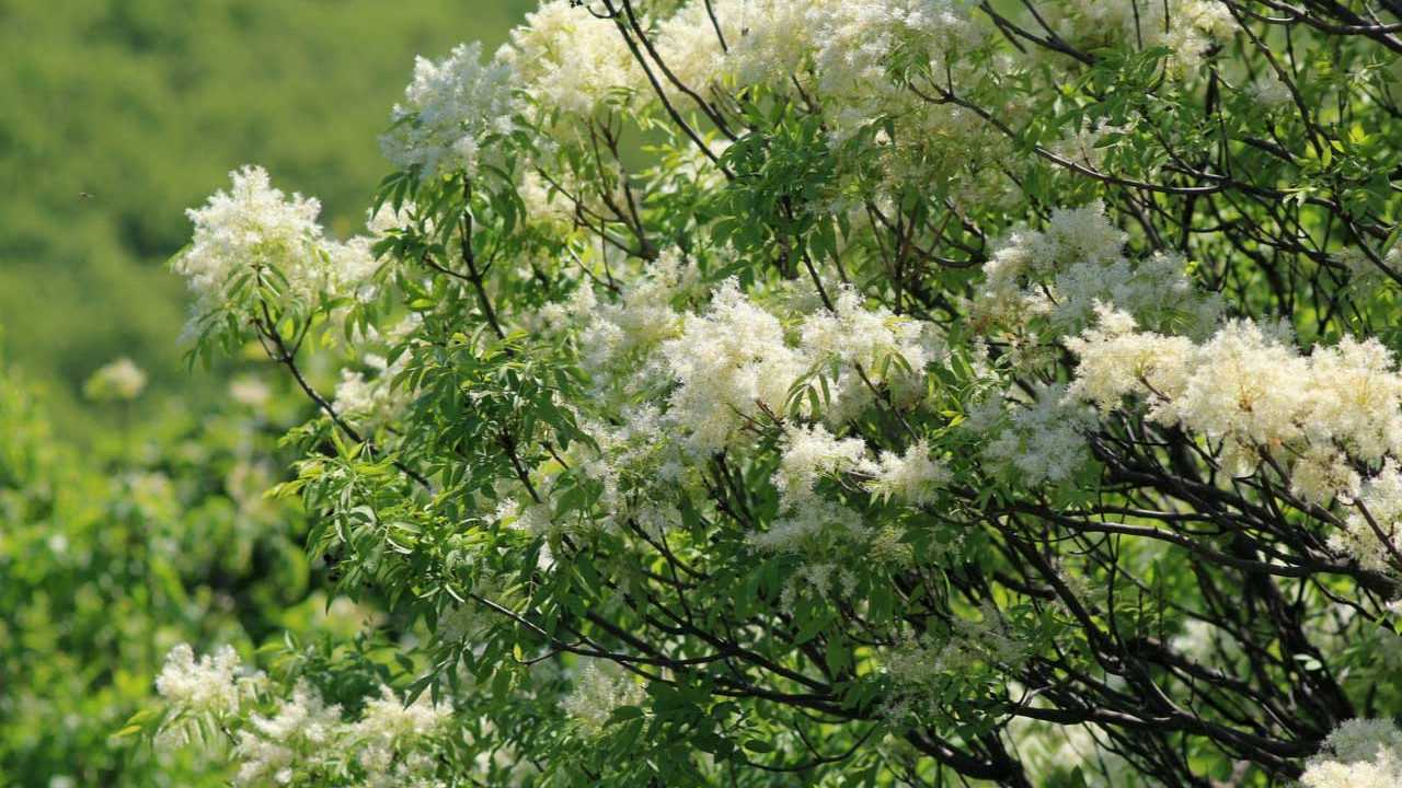 Blumenesche Baum