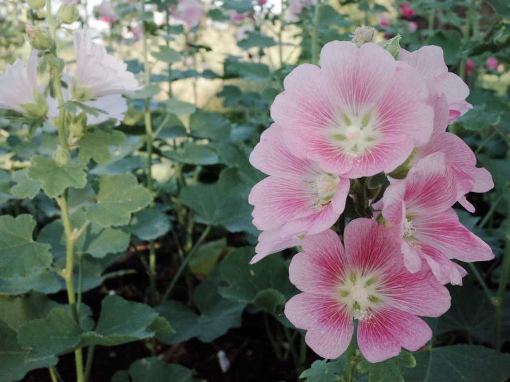 Die rosa- oder weißfarbige Buschmalve blüht zwar meist nur für ein paar Jahre, dafür aber umso reichhaltiger und ist so eine winterharte dauerblühende Staude
