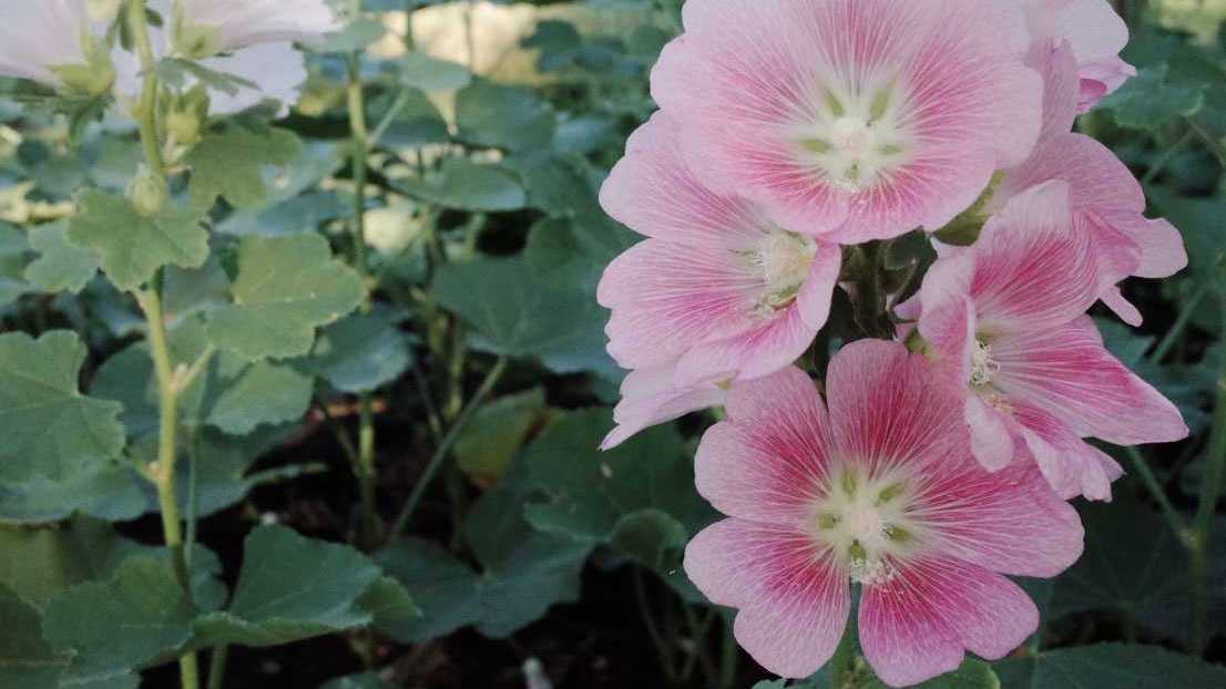 Buschmalve (Lavatera olbia)