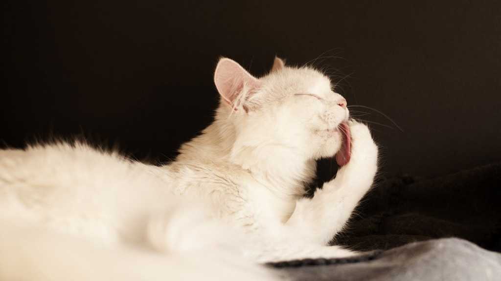 Katzen sind sehr reinliche Tiere und putzen sich auch mehrmals täglich selbst. Um sie bei der Pflege zu unterstützen, kann sie gebürstet werden. So wird loses Fell entfernt und sammelt sich nicht im Magen deiner Katze.