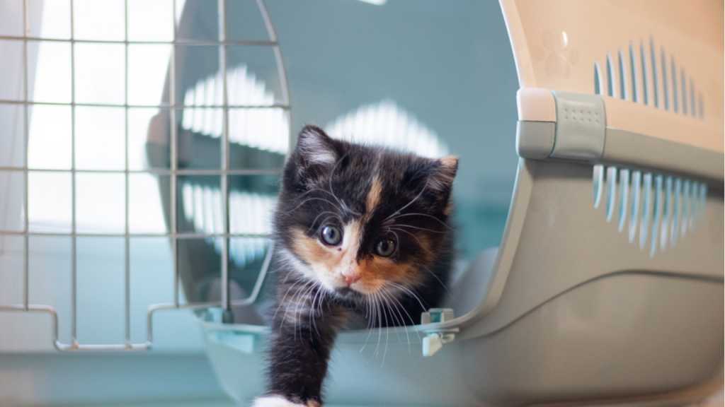Jede Autofahrt bedeutet Stress für deine Katze. Daher bietet es sich an, eine Transportbox zu haben. Durch die bekannte Umgebung kann der Stress in diesen Situationen minimiert werden.