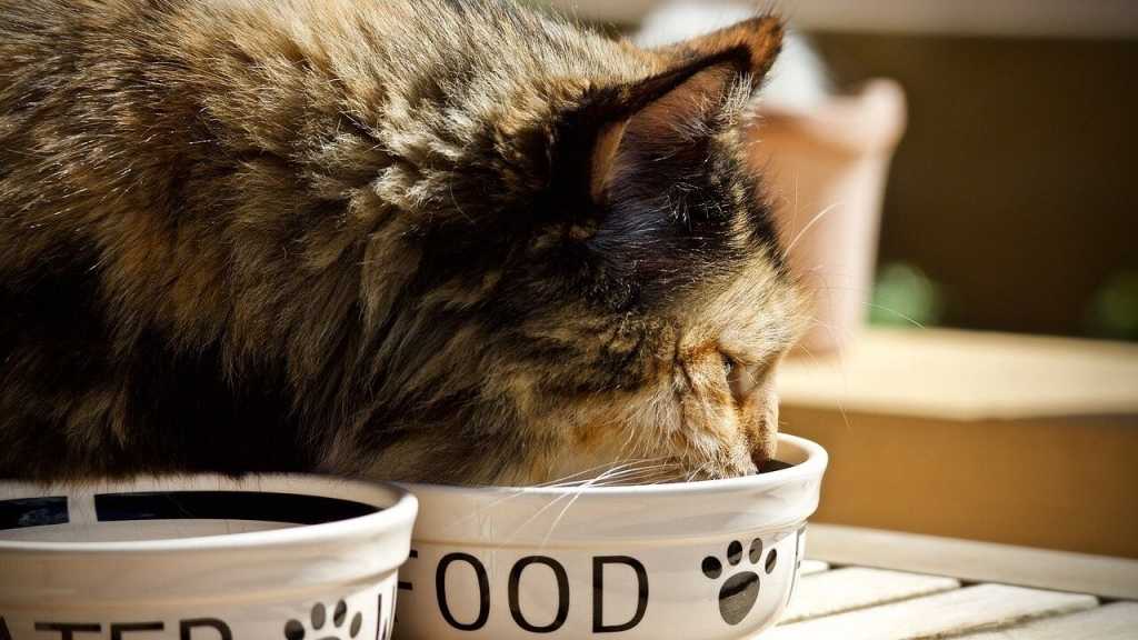 Es macht einen Unterschied, ob deine Katze noch sehr jung oder schon ausgewachsen ist. Durch unterschiedliche Bedürfnisse benötigen sie dementsprechend auch unterschiedliches Futter.