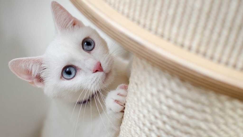 Um die eigenen Möbel zu schützen und dennoch der neuen Katze eine Möglichkeit zu bieten, sich auszulasten und ihre Krallen zu benutzen, ist ein Kratzbaum ideal.