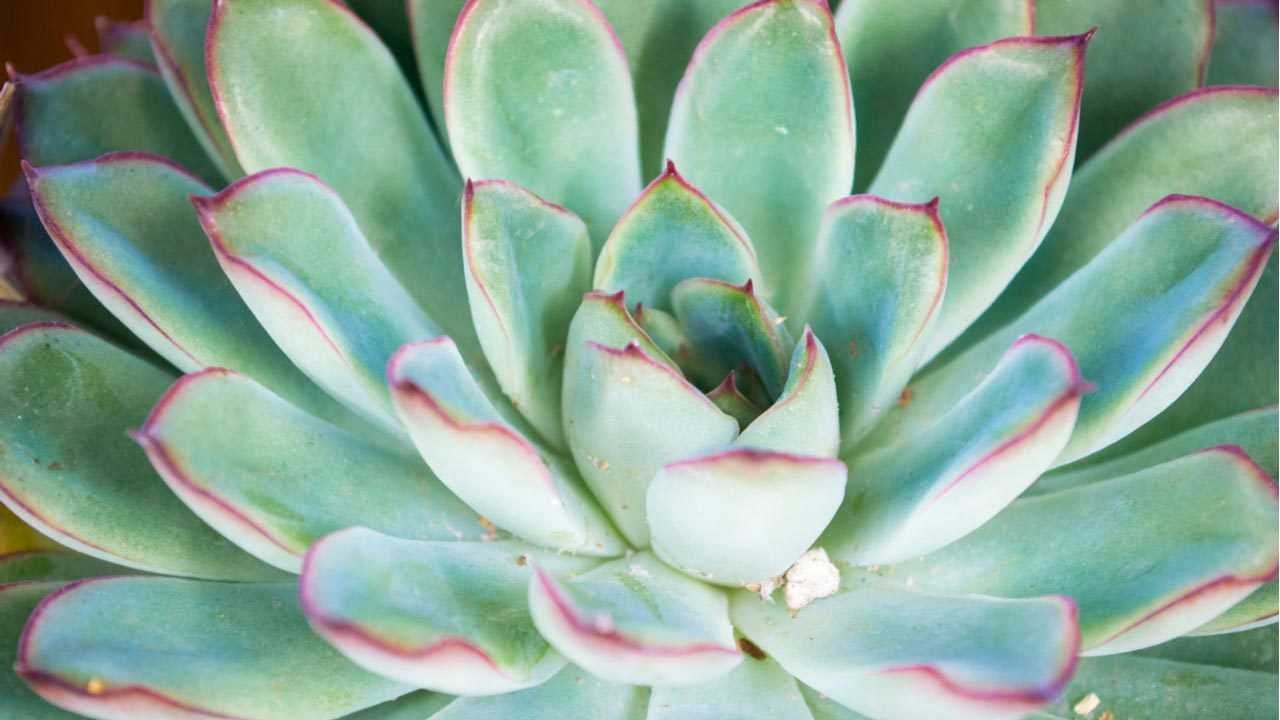Echeverie Sukkulente Blüten Pflanze im Garten