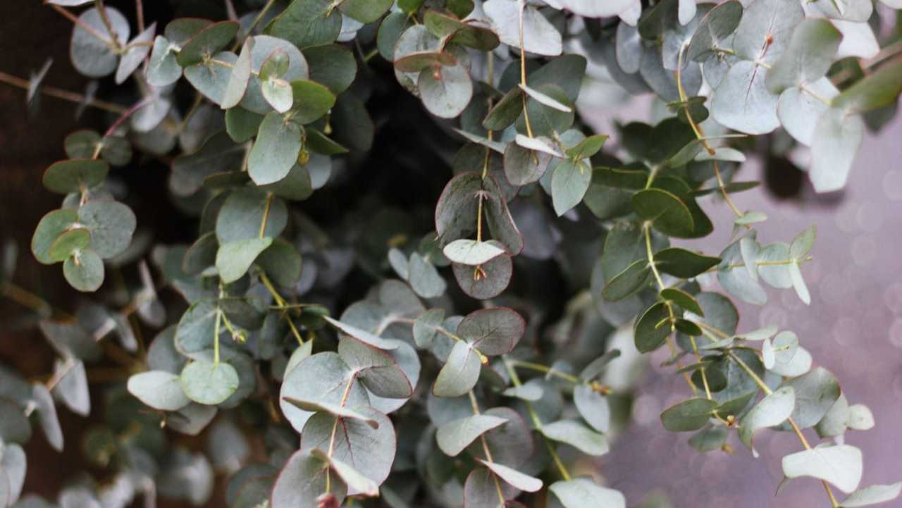 Eukalyptus