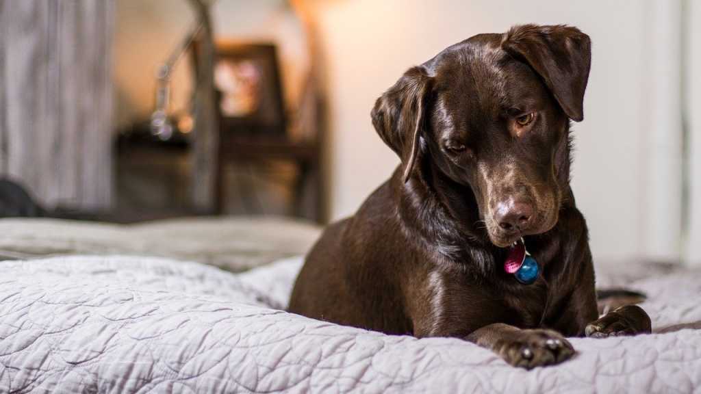 Auch der Labrador eignet sich sehr gut als Familienhund. Gerade im Umgang mit Kindern kann diese Hunderasse punkten.