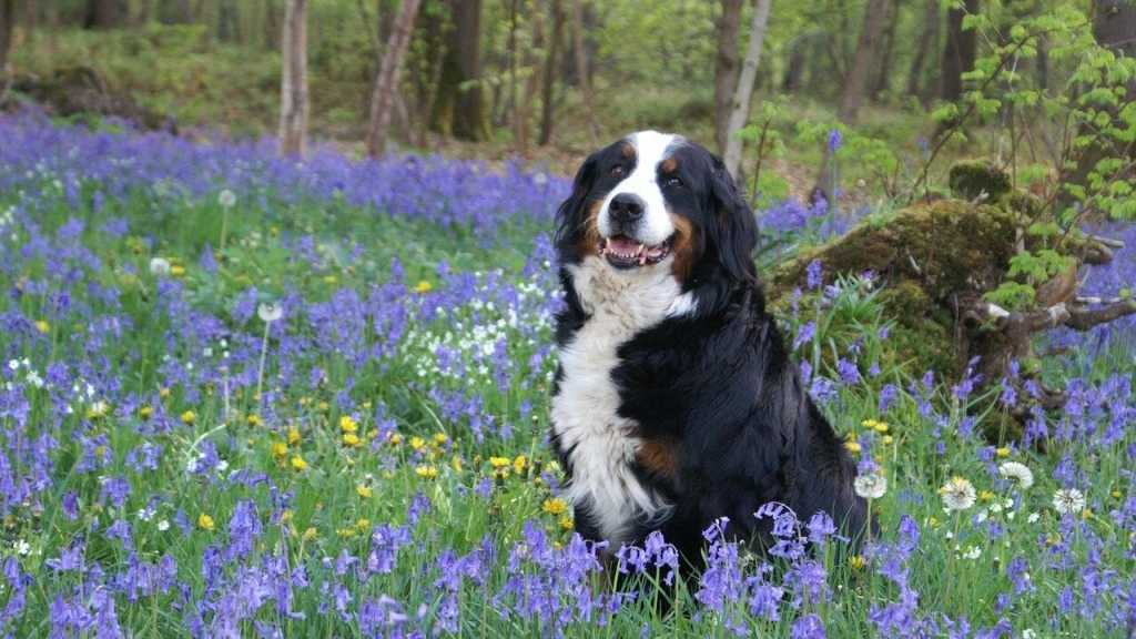 Der Berner Sennenhund zählt ebenso zu den familienfreundlichen Hunderassen. Wegen seiner entspannten Art muss man sich in Zusammenhang mit Kindern keine Sorgen machen.