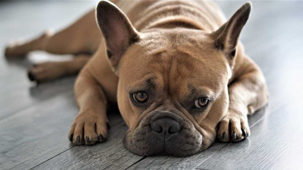 Die französische Bulldogge eignet sich als Familienhund in einer eher ruhigeren Familie. Außerdem benötigt diese Hunderasse auch deutlich weniger Platz in der Wohnung.
