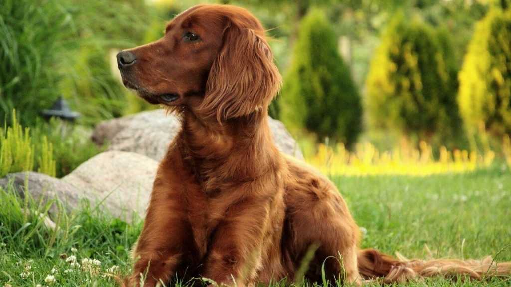 Der Irish Setter benötigt unbedingt eine Familie die sich sehr viel draußen mit ihm beschäftigt. Es genügt hier nicht, nur eine kurze Runde mit ihm spazieren zu gehen, um ihn richtig auszulasten.