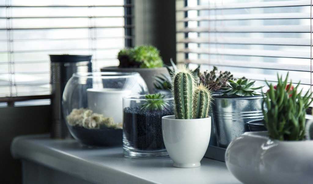 Stehen die Pflanzen in der Wohnung am falschen Standort oder werden im Garten falsch eingepflanzt, können sich ihre Blätter verfärben oder sie wachsen nicht mehr weiter.