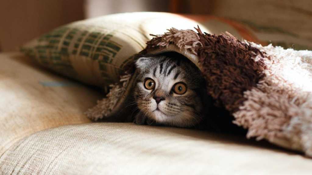 Ein verbreiteter Fehler bei Tieren, insbesondere bei Katzen, ist es, ihnen sehr schnell zu nahe zu kommen. Mit diesem Verhalten verschreckt man sie jedoch meist nur und verlängert den Prozess des Eingewöhnens.