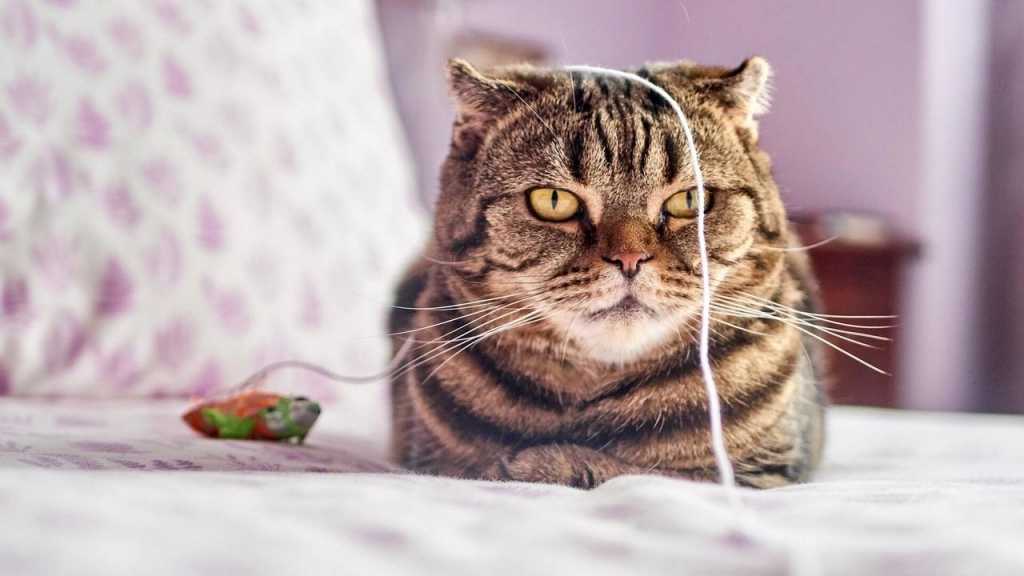 Ein weiterer Fehler im Umgang mit Katzen ist, sie zu etwas zwingen zu wollen. Katzen sind sehr eigenständige Tiere und können auch nicht zum Spielen gezwungen werden.