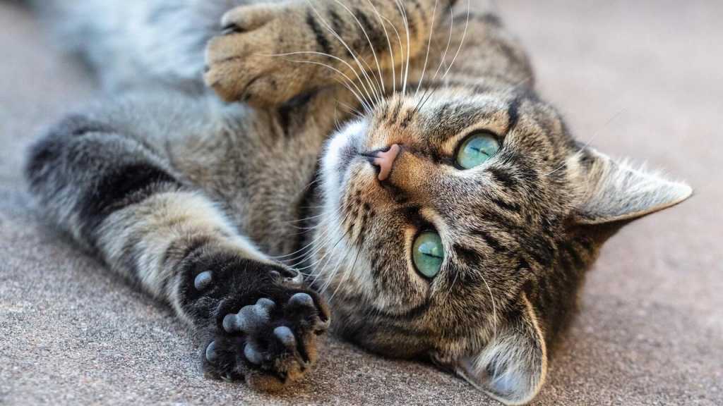 Die Krallen gehören zu einer Katze dazu. Es wäre also ein großer Fehler im Umgang mit Katzen, wenn man diese entfernt.