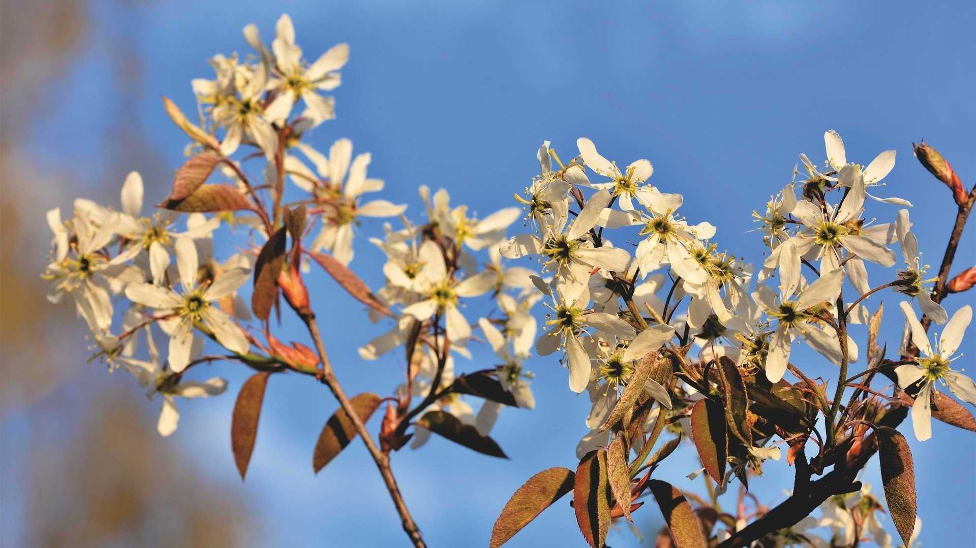 Felsenbirne Strauch im Garten