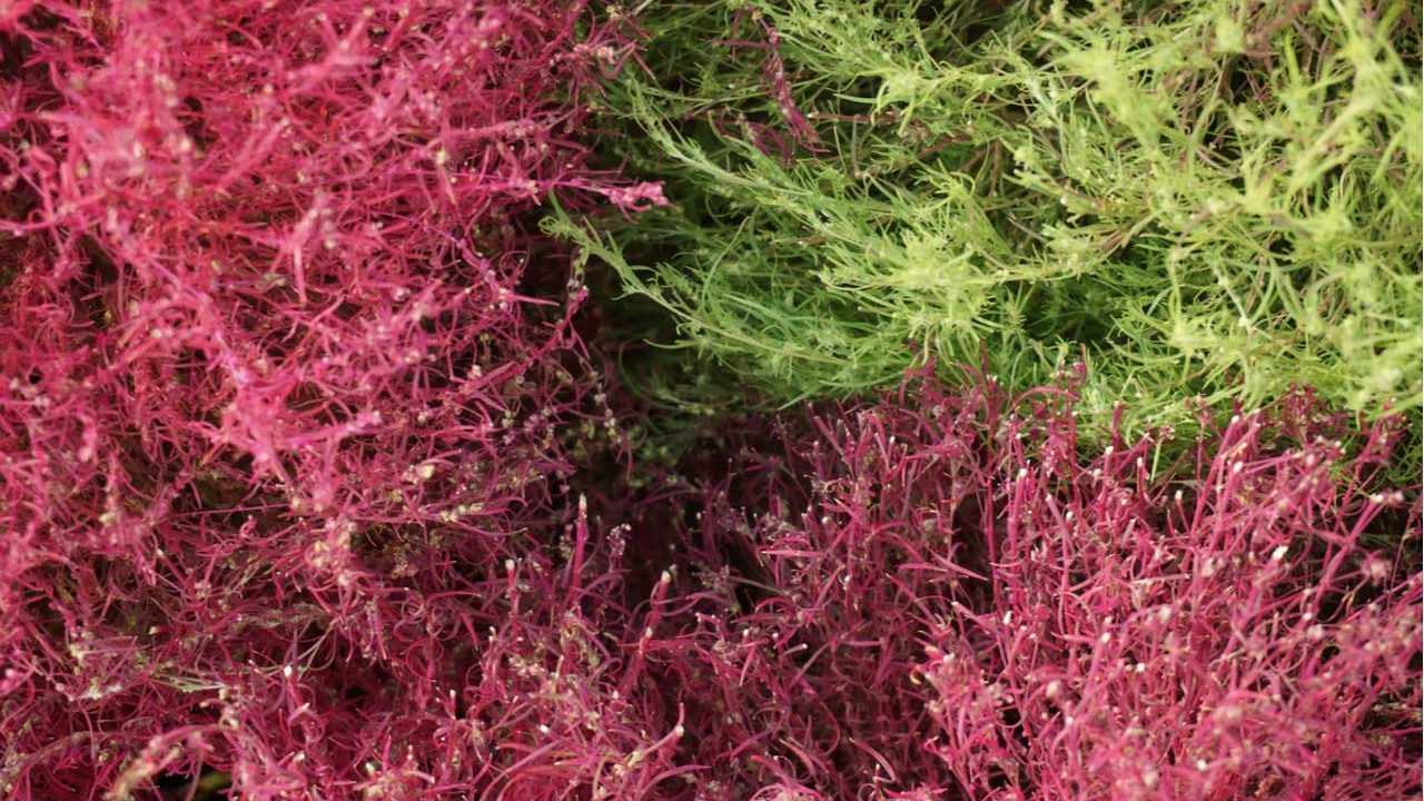 Feuerbusch Strauch im Garten