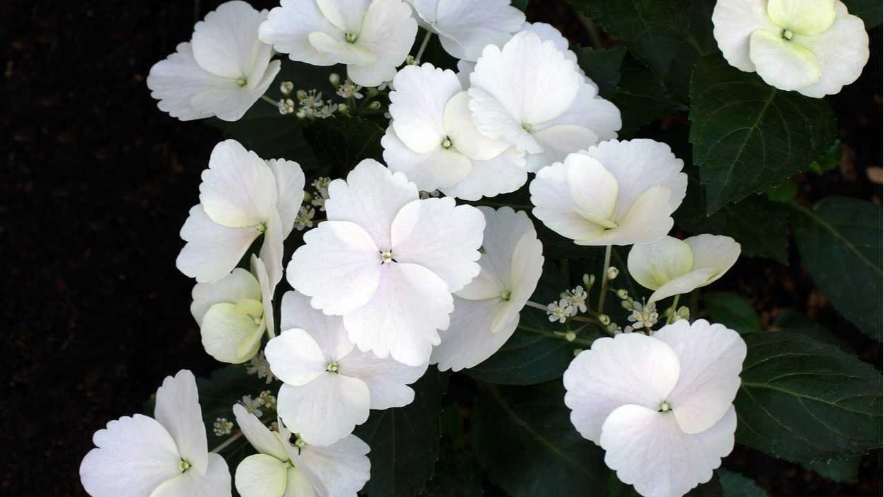 Girlanden Hortensie im Garten