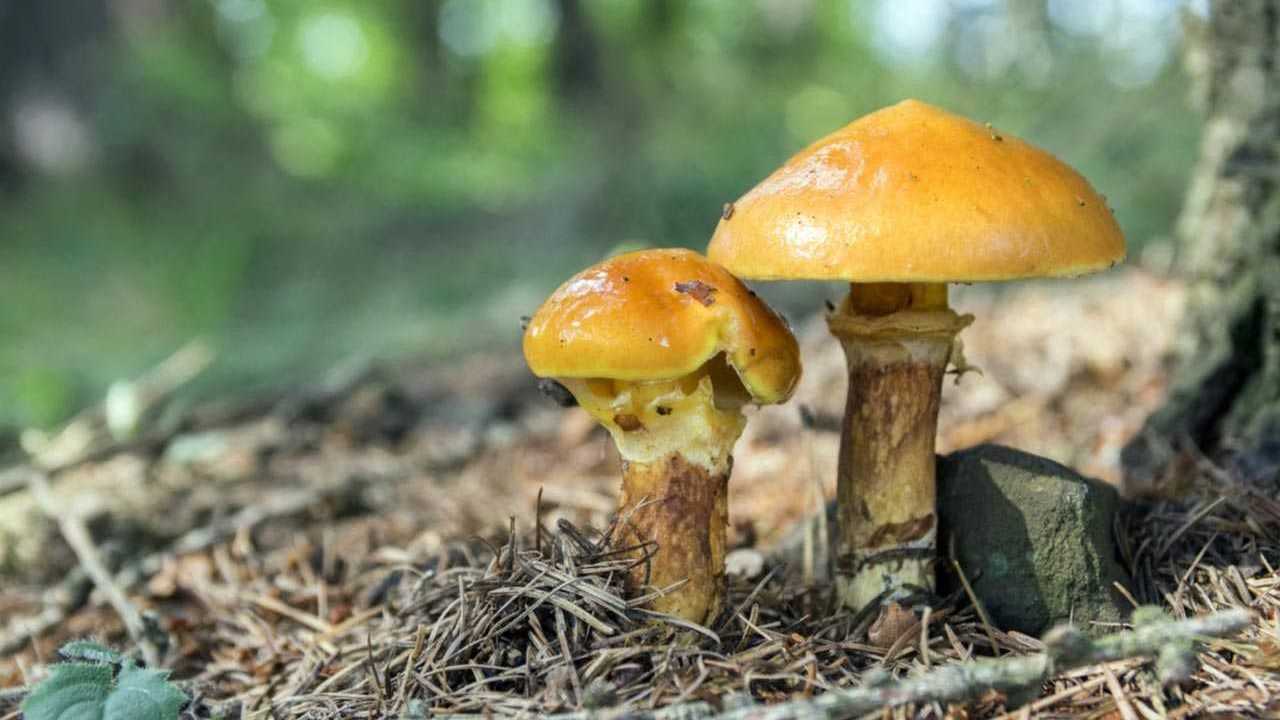 Zwei Goldröhrlinge auf dem Boden